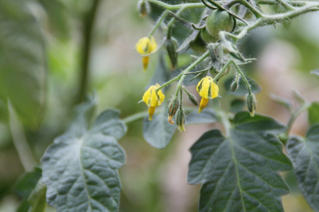 Fleurs de tomates potager bio