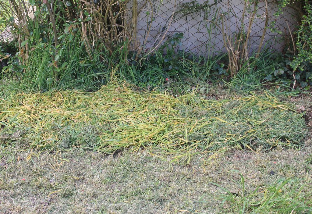 Cultiver les pommes de terres de façon simple et rapide