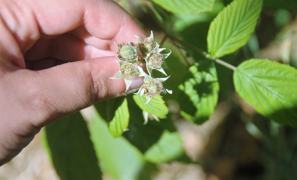 framboisier avec premières framboises