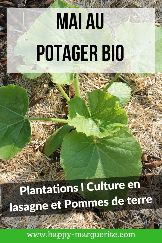 Mai au potager bio : Plantation, culture en lasagne et pommes de terre