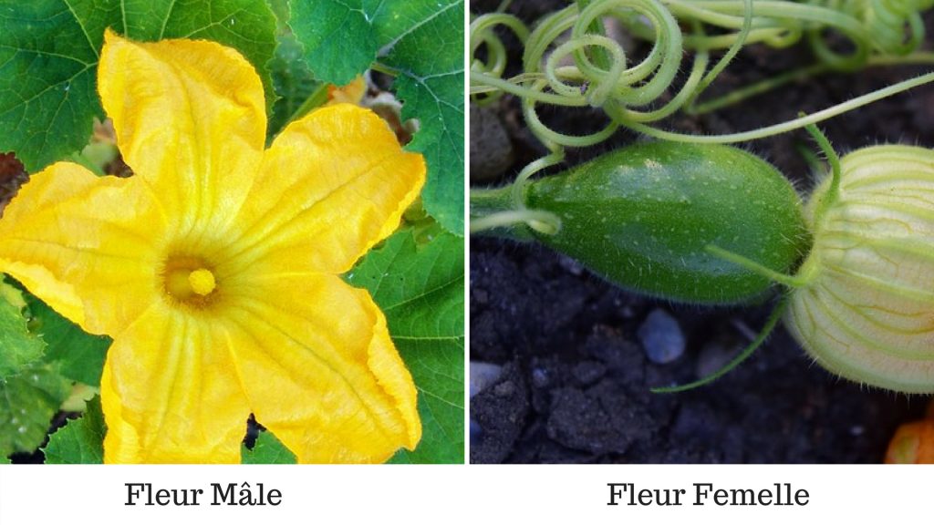 Pollinisation manuelle des courgettes