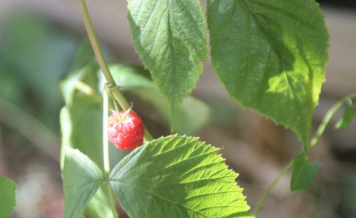 Juin au potager : Framboises