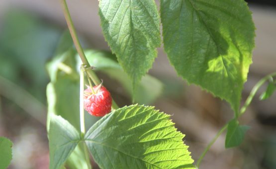 Juin au potager : Framboises