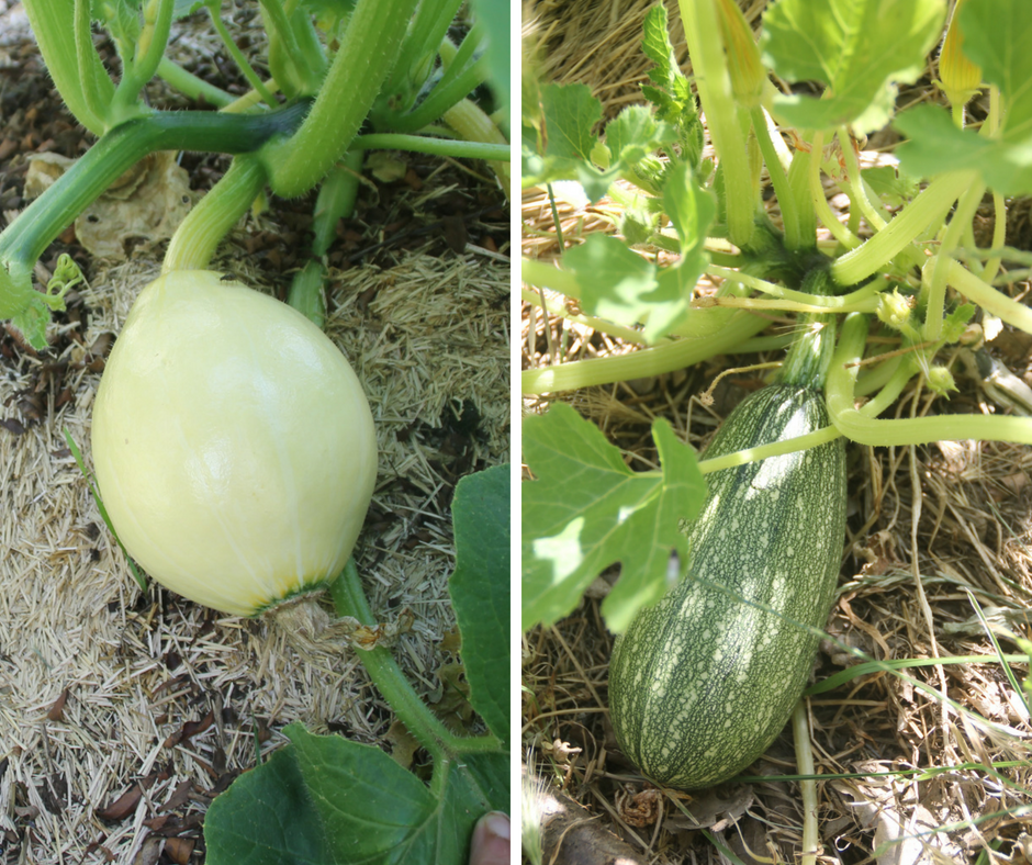 Courge et courgette de juin