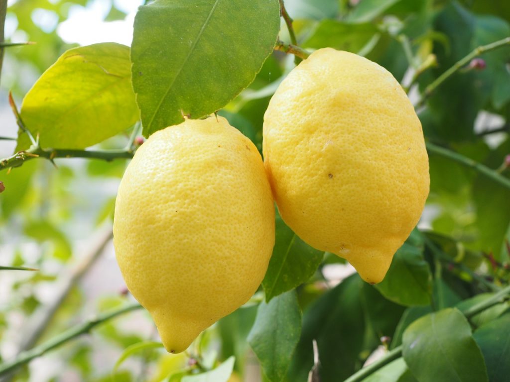 Planter un citronnier en France