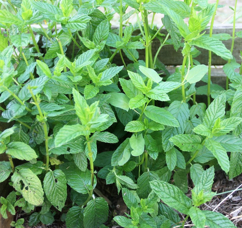 Réaliser son sirop de menthe maison