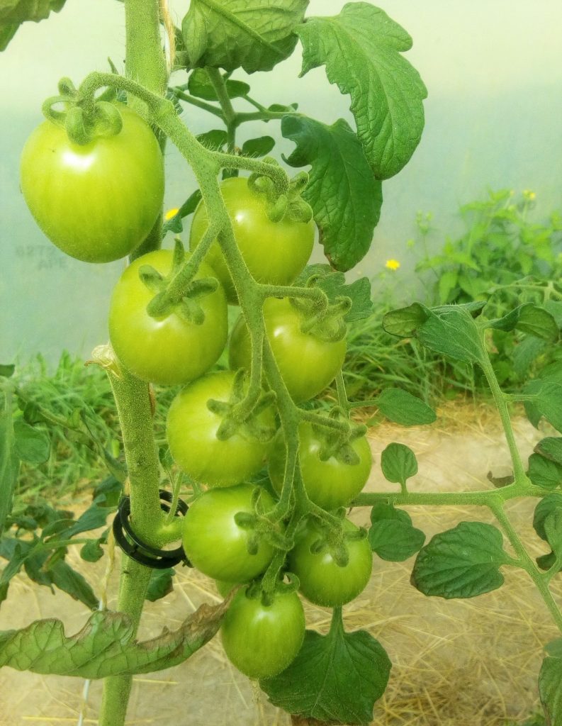 Tomates cerises sous serres froides