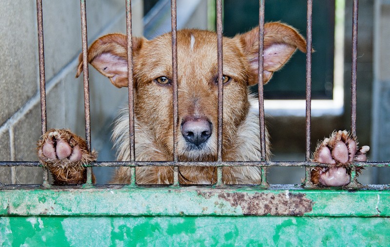 Aider les animaux