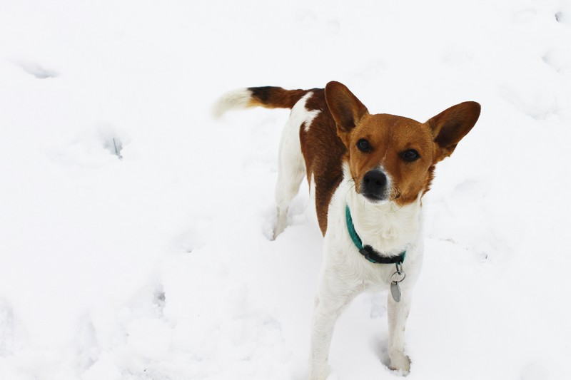 être famille d'accueil pour chien