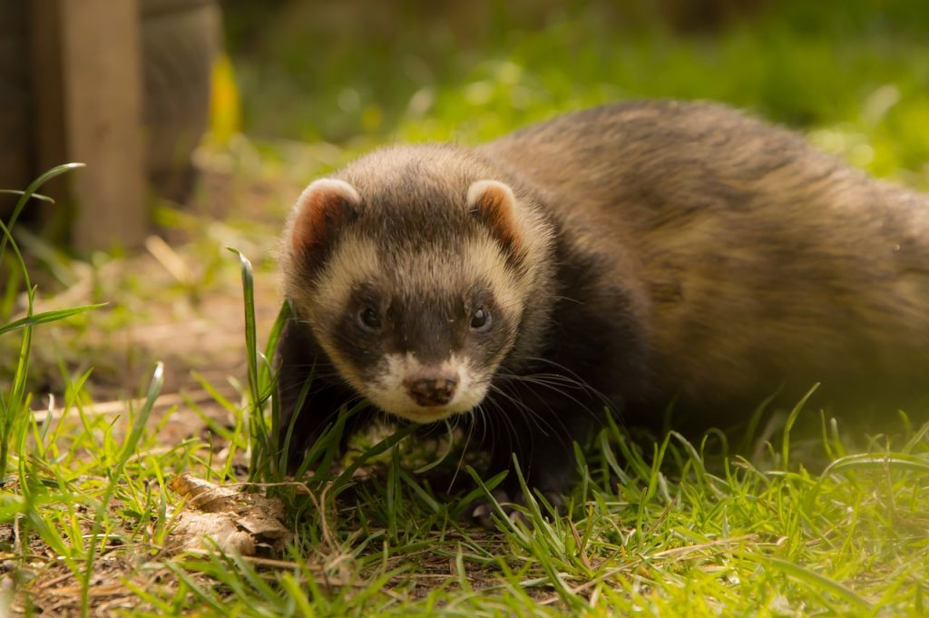 Adopter un furet en association